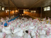 Farm to Table: The Turkey Trot